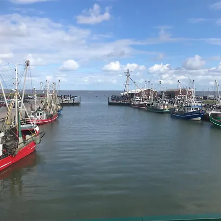 Austernfischer, Mit Sielblick